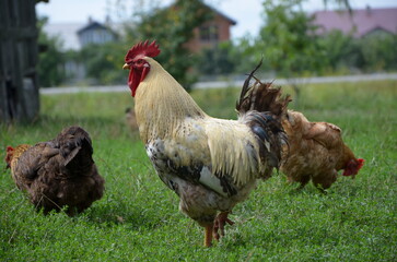 Cock and hens are eating grass