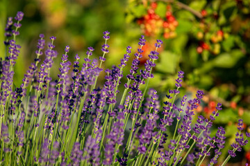 Close up Lavender flower blooming with soft green and red berries in the background
