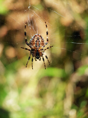 spider on the web