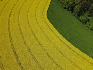 Aerial view of yellow blooming oilseed rape in spring 