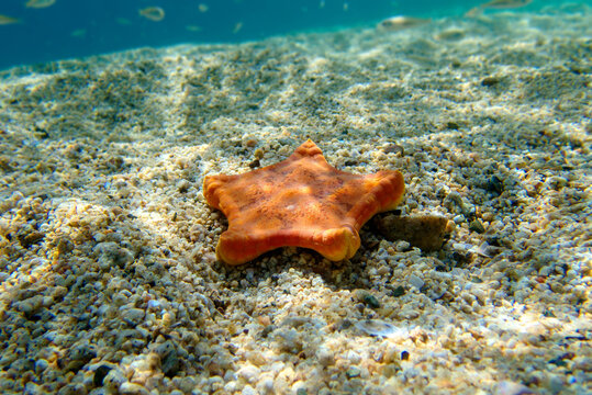 Placenta biscuit starfish, Underwater image into the Mediterranean Sea - (Sphaerodiscus placenta)