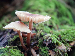 mushroom in the forest