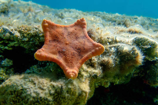Placenta biscuit starfish, Underwater image into the Mediterranean Sea - (Sphaerodiscus placenta)
