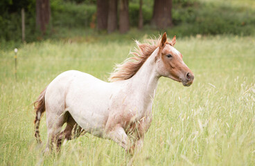 roan horse