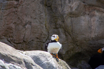 penguin on rock