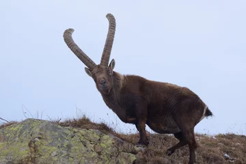 Fotobehang Alpine ibex, adult male ( Capra ibex )  © travel nature