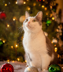 cat and christmas tree