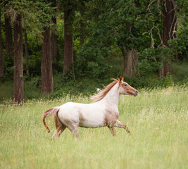 white horse in the field