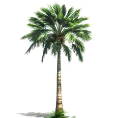 Obraz premium illustration of a palm tree on white background - generative ai