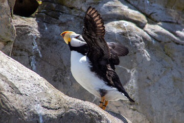 atlantic puffin or common puffin