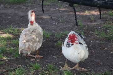 Farm Ducks