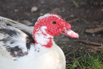Red Faced Duck
