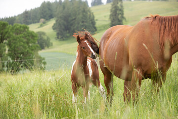 foal in the meadow