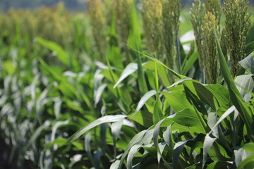 Leaves of Milo Plant