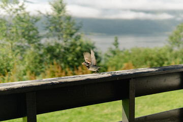 Sparrow flying with their food in beak on wooden fence.
