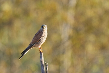 common kestrel on his branch