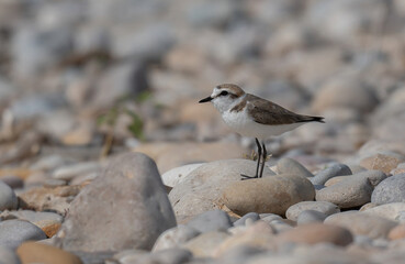 the kentish plover on the beach of boulders