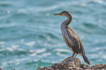 cormorant sunbathing on the rocks