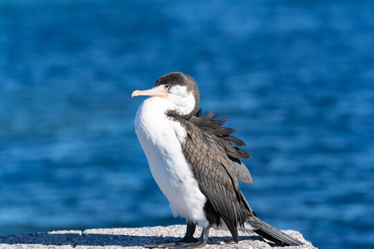 Portrait of pied cormorant on wharf