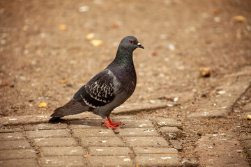 Cute pigeon, friends and city spring 2023