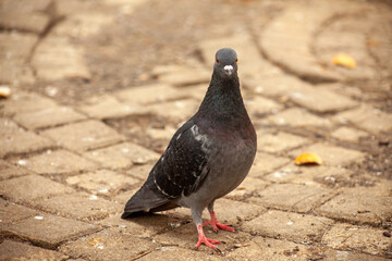 Cute pigeon, friends and city spring 2023