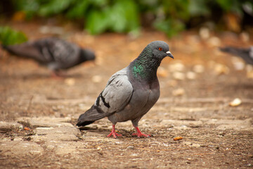 Cute pigeon, friends and city spring 2023