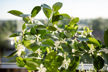 Blooming citrus calamondin tree with fragrant flowers at home. Flowering houseplant Tangerine Mandarin next to the window. Indoor gardening concept. 