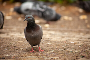 Cute pigeon, friends and city spring 2023