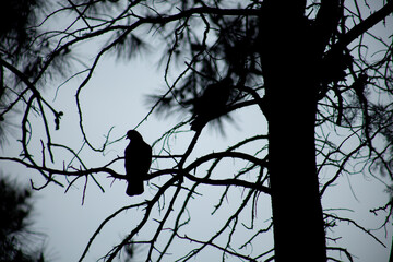 silhouette of pigeons, friends and city spring 2023