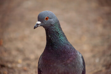 Cute pigeon close-up, friends and city spring 2023