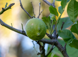 A small lemon tree in the garden.