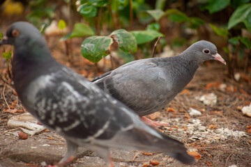 Cute young pigeon looks funny and friendly, friends and city spring 2023