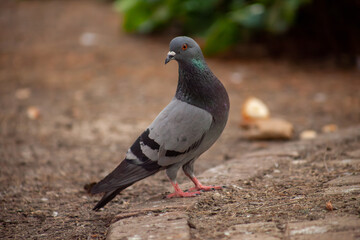 Cute pigeon, friends and city spring 2023