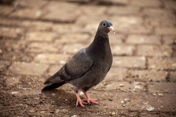Cute young pigeon looks funny and friendly, friends and city spring 2023