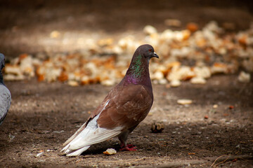 colorful cute pigeon stand before sun light and bread crumbs, friends and city spring 2023