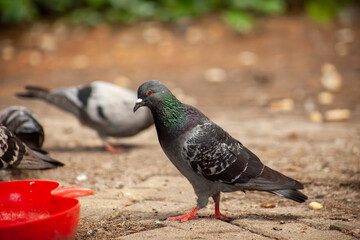 Cute pigeon, friends and city spring 2023