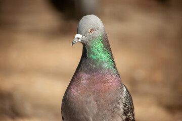 Cute pigeon close-up, friends and city spring 2023