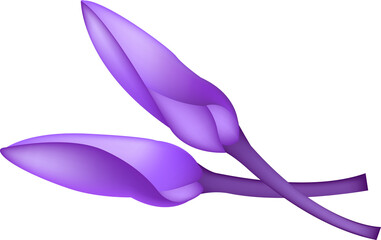 crocus flowers purple . crocus flowers in spring  for postcards, posters, prints . crocuses. First spring flowers in realistic style. on transparent, png