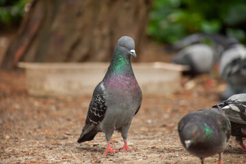 Cute pigeon close-up, friends and city spring 2023Cute pigeon, friends and city spring 2023.