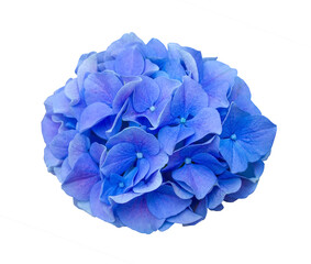 Beautiful Blue Hydrangea macrophylla Royal Pride flower close-up isolated on transparent background.