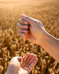 Ripe wheat grains in agronomist hands on golden field glowing by the orange sunset light. Industrial and nature background