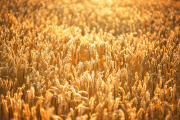 Dry orange ripe wheat spikelets on agricultural farm field glowing by the golden sunset light....