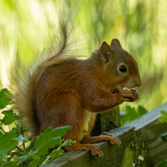 Naklejka na ściany i meble Male British red squirrel. rare, endangered species.