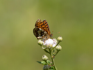 Fototapeta premium Heath Fritillary Feeding on a Bramble Flower