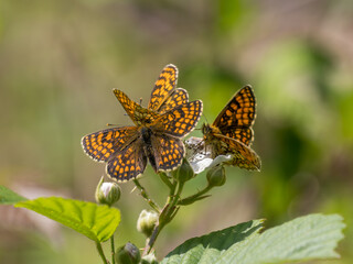 Heath Fritillary Feeding on a Bramble Flower