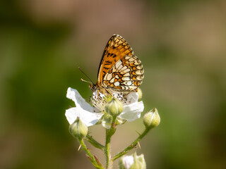 Heath Fritillary Feeding on a Bramble Flower