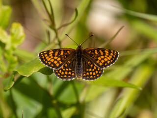 Heath Fritillary Resting on a Leaf