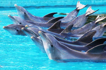 Grupo de delfines saludando