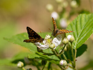 Heath Fritillary Feeding on a Bramble Flower