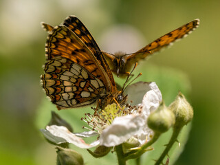 Heath Fritillary Feeding on a Bramble Flower